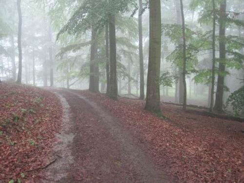 Im Buchenwald dampft`s.