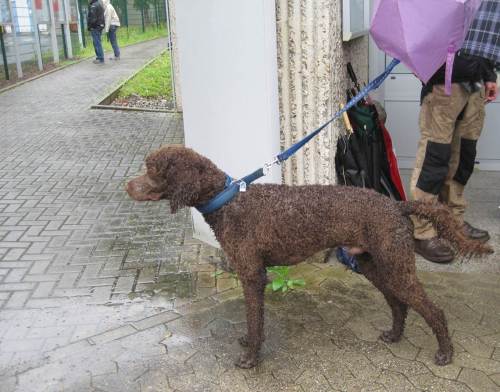 Arthur - unser tierischer Weggefährte. - Wir sind alle gut wieder unten angekommen. Warum denke ich bei diesem Foto an den Spruch "Wie ein begossener Pudel"?