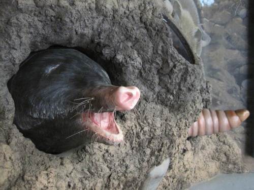 Wir trocknen - Mittagessen und Besuch im Buchenhaus, mal was anderes ... - Auf dem Foto: Maulwurf und Regenwurm.