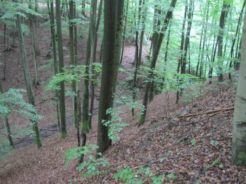 Beeindruckend hier sind nicht zuletzt die Schluchttäler mit Buchenwald.