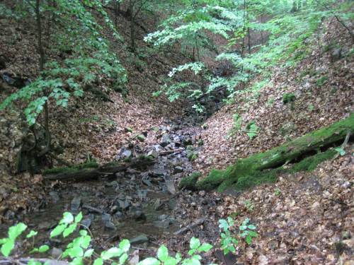 In den Kleinsttümpeln der Bachoberläufe setzt der Feuersalamander seine Jungen ab.