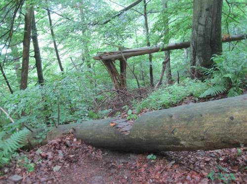 Totholz in vielerlei Form ist zu sehen, stehend, gebrochen, gefallen, liegend - wichtiger Lebensraum.