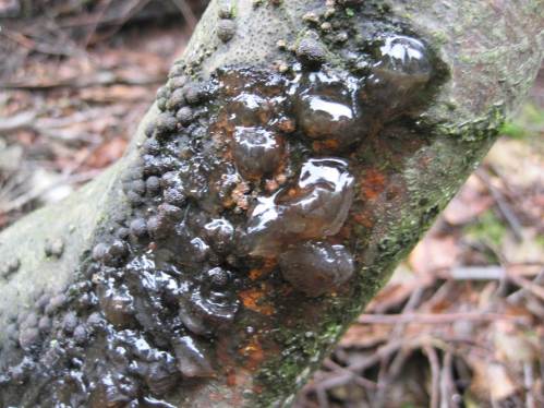 Auch dieser schleimige Pilz macht sich begeistert über das Totholz-Angebot her.