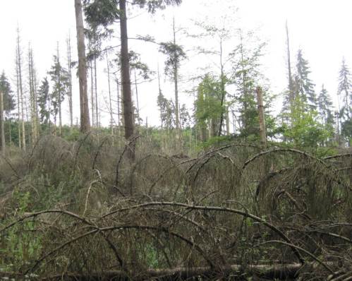 Weiter geht`s durch den Wald: Leben und Tod und neues Leben, alles dicht beisammen in Nadel-Laub-Mischwald - steter Wandel.