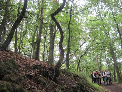 Wieder auf dem gemeinsamen Wanderweg: Bizarre Baumformen auf kargem Grund, dies sind uralte Bäume - auch wenn sie gar nicht so aussehen.