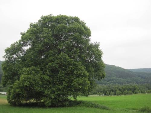 Wieder im Offenland nahe dem Nationalparkzentrum - eine beeindruckende alte Linde prägt die Landschaft.