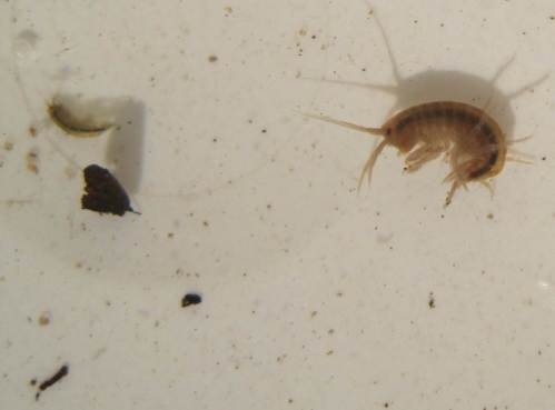 Und wenn dann solch reichhaltiger Porenlückenraum wie hier im Kies geboten wird, kann der Nachwuchs - hier 2 Jugendstadien - in Massen existieren.