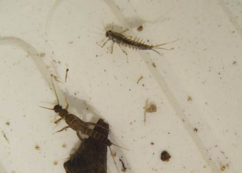 Sehr schön an allen Kies-Einbringstellen: die Eintags- und Steinfliegenlarven in großer Zahl. Auf diesem Foto sieht man den Unterschied gut - Eintagsfliege (oben) mit deutlich erkennbaren Kiemen am Hinterleib und 3 Schwanzfäden am Ende, die Steinfliege hat 2.