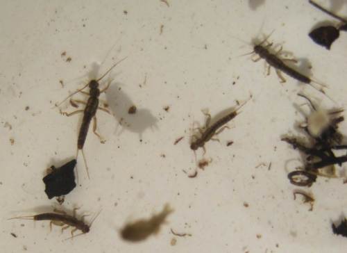 Steinfliegen sind wirklich zahlreich vertreten.