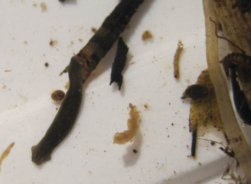 Auch andere Tiergruppen sind zu sehen - Wassermilbe und Plattwurm zum Beispiel, erkennen Sie dessen Augen und "Ohren"?