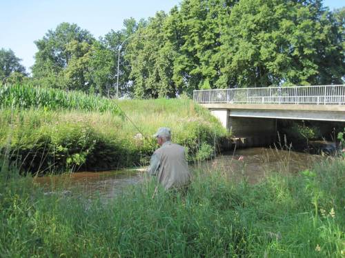 Das weiss natürlich der erfahrene Forellenbachangler längst. :-)   Er wartet allerdings darauf, dass endlich die Gewässerrandstreifen wieder hergestellt werden, die rechtswidrig auf der gegenüberliegenden Seite vom Mais okkupiert sind.
