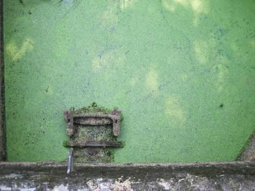 Pflanzliches - Wasserlinsendecke an Regendükerauslass. Man sieht, es hat lange nicht geregnet.