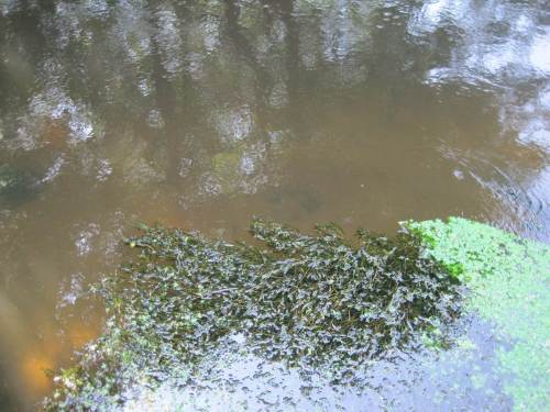 In den überbreiten, noch nicht restaurierten Strecken der Seeve halten sich Wasserpflanzen  meist nur in schmalem Ufersaum - hier Wasserstern und Laichkraut. Der übermäßig vorhandene, bewegte Erosions-Sand im Fluss verhindert standortgemäße Besiedlung in der Fläche.
