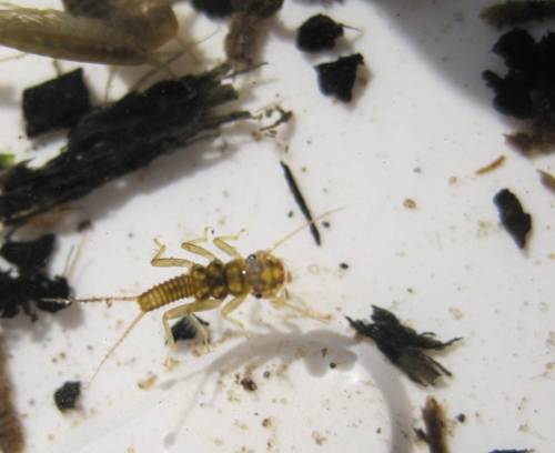 Es sind mehrere Steinfliegenarten deutlich unterscheidbar.