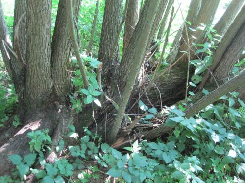 Meinen Schattenplatz bietet eine alte Baumweide, oft schon besägt.