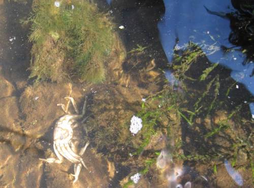 Wollhandkrabben-Rest.