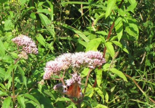Auf dem Weg zum nächsten Kies. Es wird deutlich wärmer, erste Pfauenaugen erscheinen auf Dost.