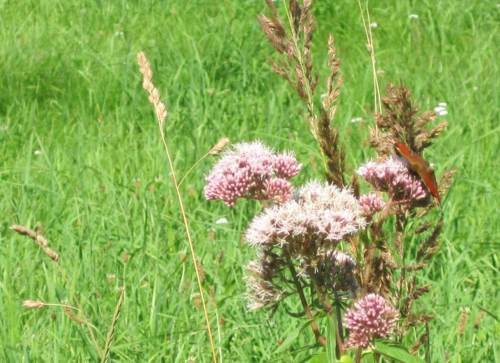 Noch`n Pfauenauge, frontal.