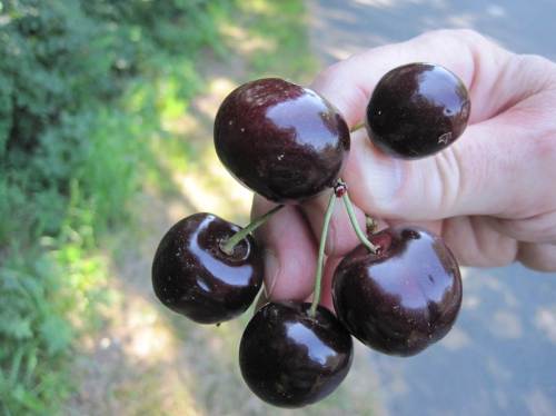 Wie gut, dass ich Knubberkirschen dabei habe. Erstmal ein Bisschen Pause machen vor der nächsten Tierchen-Hatz.