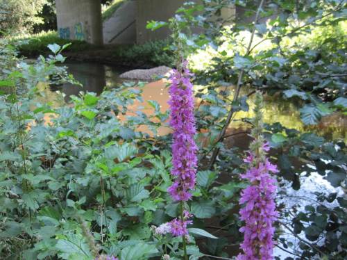 Und es geht weiter. Blutweiderich vor Erlen - hinten ist der nächste Kieshaufen zu sehen. Auf meiner Uferseite liegt die zweite Hälfte des Lkw-Inhalts.