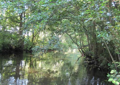 So sieht das unmittelbare Umfeld eines halbwegs intakten, sommerkühlen Forellenbachs aus - lichter Schatten durch standorttypische Gehölze.