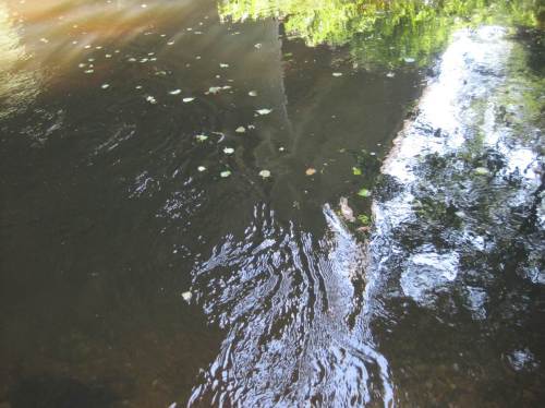 Die Erlenblätter sammeln sich treibend entlang der Strömungslinie.