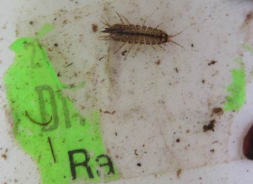 Zwischen all den Reinwasserarten findet sich auch eine Wasserassel, bekannt aus den Abwasserjahrzehnten. Damals dominierte diese Art das Bild biologischer Untersuchungen.