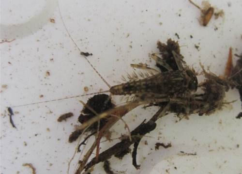 Jetzt richtig rum - gut erkennbar die fadenförmigen Kiemen dieser Art. Auch die Form des mit Spoilern versehenen Rennwagens ist zu erahnen - Diese Art lebt in starker Strömung und kann sich aufgrund ihrer Form hervorragend an den Steinen halten und bewegen.