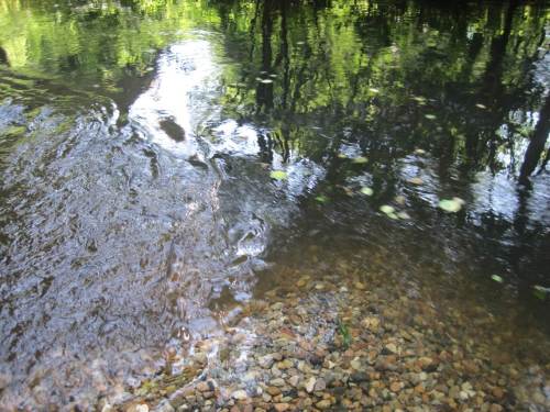 Detail Strömungsrand - es ist heiss und stürmt gelegentlich. Sommerlicher Erlenblattfall treibt rasch vorbei.