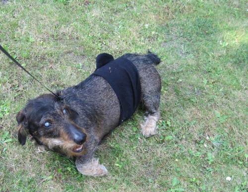 Socke hechelt - kein Wunder, wir haben gut 30 Grad im Schatten. - Das schwarze Teil ist ein Kühl-Element: in kaltem Wasser getränkt und umgeklettet. Allerdings trägt er es normal über dem Brustkorb, ist jetzt verrutscht vom Rubbeln.