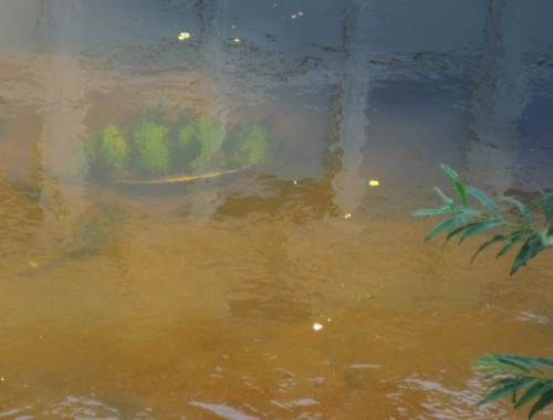 Dies ist wohl der Beitrag "Gärtnern im Heidebach" - 4er (oder mehr?) -Gruppe Wasserstern in Autoreifen, eingelagert in Sandgrund - der aus vielfältigen Bächen menschengemachten Wüste.