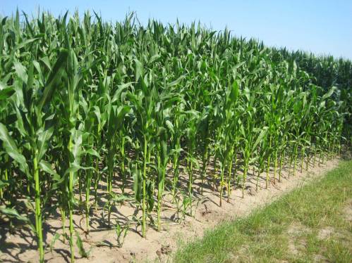 Mais wird nun bis in den späten Herbst unsere Horizonte bestimmen ... - Der Horizont ist beschränkt.
