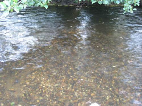 Hier ist eine flächige Laichbank aus Kies entstanden. - Wir sind gespannt auf November ff.