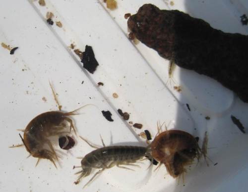 Wo der Tisch so reich gedeckt ist, lassen große Bachflohkrebse nicht lange auf sich warten.