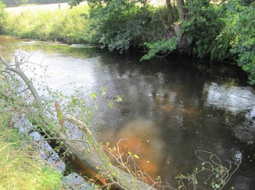Der Weg zur jüngsten Kiesschüttung es etwas weiter, vorbei an diversem Uferschutz-Versuch durch Holzeinbau. Hier wurde ein absterbender Erlenstamm von gegenüber genutzt.