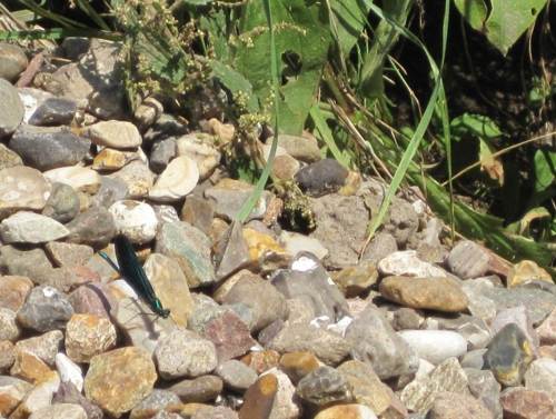 DIE Bachlibelle (Männchen von Calopteryx virgo) sonnt sich auf dem Kies. Ringsum herrschte munteres Revier-Abstecken der Flatterer mit den durchweg dunkelblau-metallen schimmernden Flügeln. 