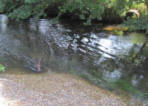 Und dann ... - da ist er, der legendäre Riesenotter! Ein brauner, runder Kopf taucht auf vor der als Lenker gestalteten Kiesbank. - Überraschung, es wurde ein brauner Labrador draus, den neuen Wasserspielplatz beim Apportieren des Balls zur Anlandung nutzend.