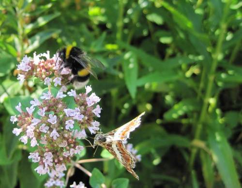 Zu Hause angekommen begrüßen mich Hummel und Schmetterling auf Pfefferminze. Nah ehrlich gesagt, das tun sie nicht, kümmern gar nicht um anderes als ihre Futterstelle.