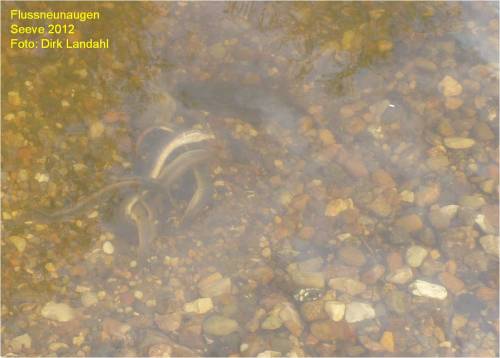 Flussneunaugen-"Zopf", Detail.