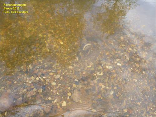 Übersichtsfoto, laichende Flussneunaugen in Grube mit Wall.