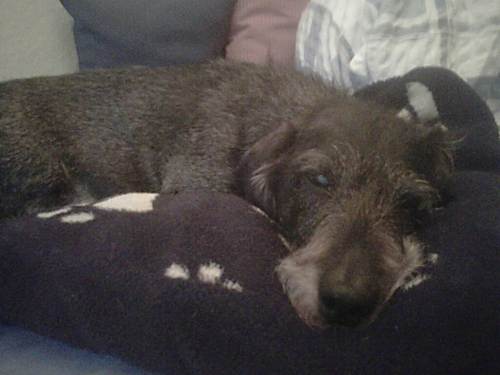 Socke - völlig fertig "Soooo heiss - und dann noch soooo viel Besuch!".