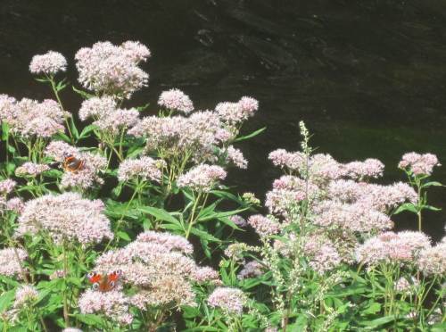Schmetterlinge im Bauch? - Nö, ich esse die Viecher nicht!