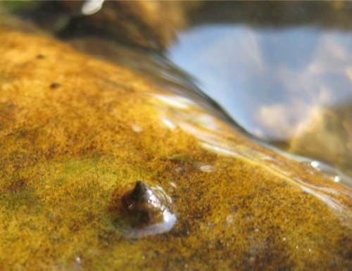 Die Wassequaltität stimmt auch - Mützenschnecke.