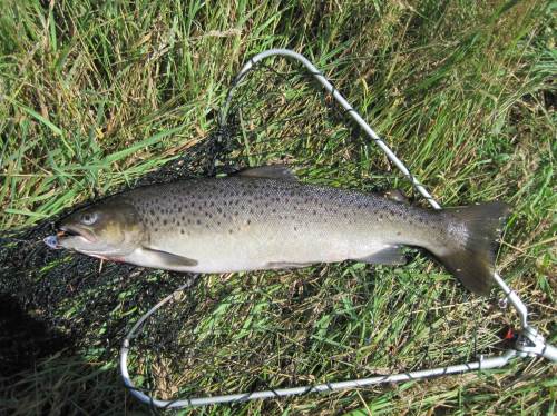 Und einen Fisch habe ich auch gefangen, 50er Meerforelle. Immerhin.