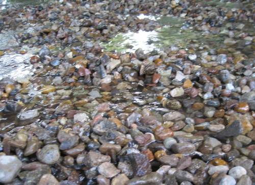 Wasser steigt aus flach geharktem Kies auf - des fliesst durch den so wichtigen Kieslückenraum (der Fachchinese sagt "hyporheisches Interstitial").
