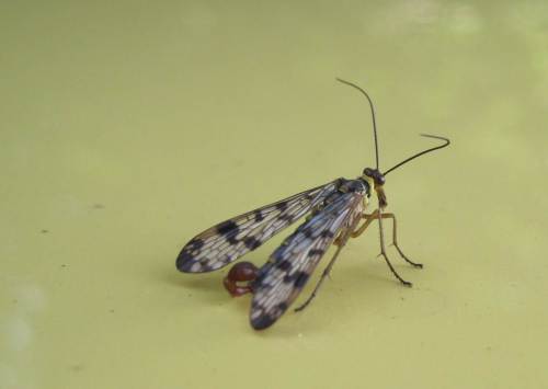 Auch eine Skorpionsfliege war unterwegs.