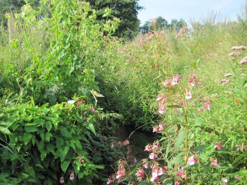 Nebenbach, hier ohne Bäume, tief eingeschnitten, Massen-Grün
