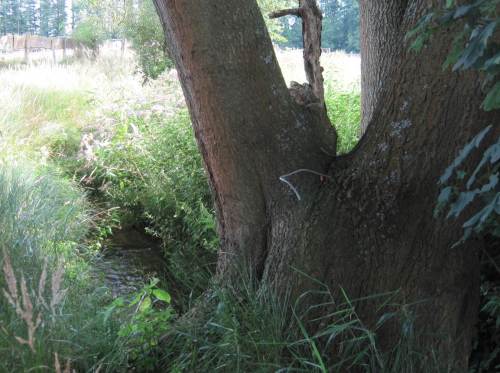 Übergang grell besonnt zu naturnah beschattet, Kies in guter Gefällestrecke