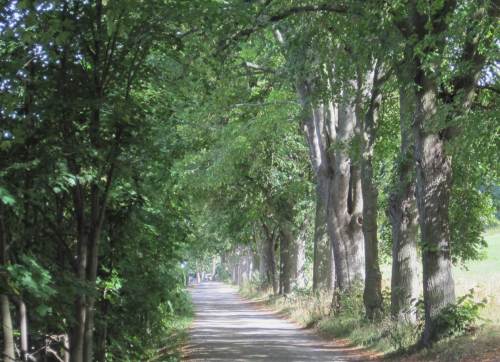 Eine Lindenallee bietet sich unmittelbar vor der Tür für kurze Hundespaziergänge früh am Morgen und abends an.