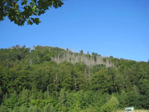 Eindrucksvoll, wie auch schon in meinen Einträgen vom Nationalpark Kellerwald beschrieben, die Borkenkäferschäden in Nadelwaldmonokulturen. Ein Borkenkäferlehrpfad wird hier angeboten - wir wandern aber im Tal weiter.